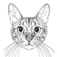 ”ベンガル猫顔フリーイラスト”