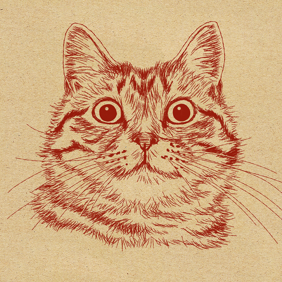 猫の細密ペン画手書きイラスト/Orie's art work
