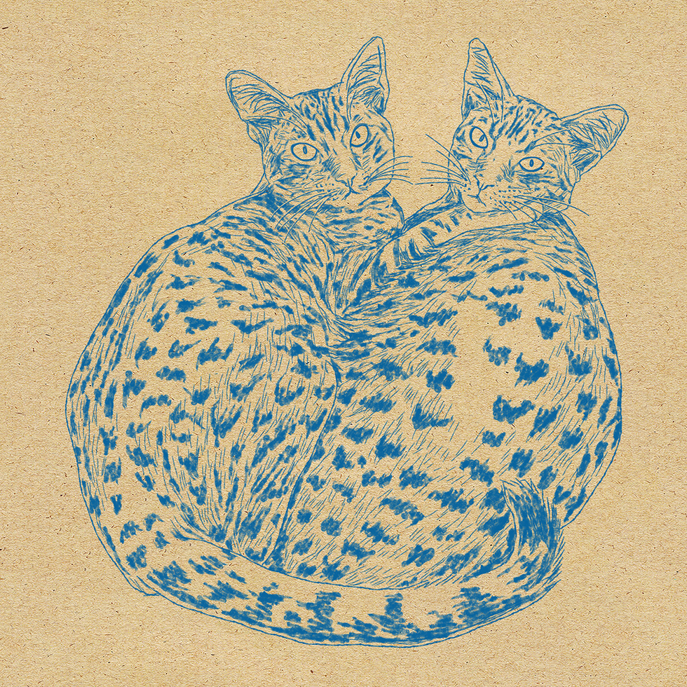 仲の良い2匹の猫のイラスト・絵